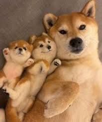 Fabian untuk anjing yang terus tumbuh, lebih besar dan lebih besar. 49 Ide About Obit Di 2021 Anjing Lucu Hewan