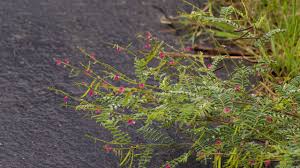 Image result for Tephrosia purpurea