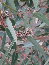 Image result for Eucalyptus sp.