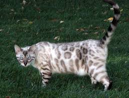 Gorgeous Snow Bengal Snow Leopard Seal Lynx Point Bengal Bengal Cat Asian Leopard Cat Bengal Cat Breeders