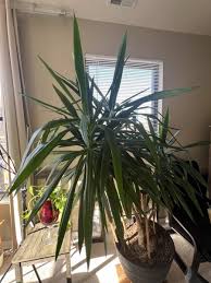 Image result for yucca gigantea en casa