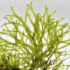 Image result for Hydrostachys polymorpha