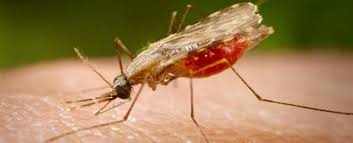 Česky rovněž nazývaná bahenní zimnice) je jedna z nejvýznamnějších infekčních nemocí.ročně malárii podlehne 0. Cdc Parasites Malaria