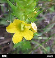 Image result for Alectra sessiliflora