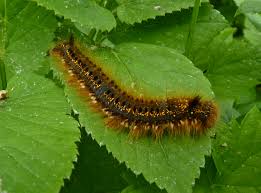 Free Photo Caterpillar Bug Grass Insect Free Download