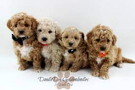 Micro Mini Goldendoodle Petite Godlendoodles Goldendoodlepuppiesforsale Goldendoodlepuppies English Goldendoodle Mini Goldendoodle Puppies Mini Goldendoodle