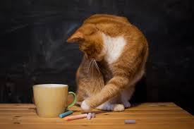 For a more detailed lesson on drawing a cat's head and muzzle, see another link and continue working! How To Draw And Sketch Cats