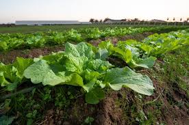 The longer answer lies in the details of photosynthesis, the electromagnetic spectrum, energy when electrons are excited, they are promoted from a level of low energy to a level of higher energy. When To Plant Mustard Greens Best Planting Season