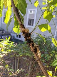Sap dripping because of a pest or disease is much, much different than the tasty tree syrup we get from maple or. Plum Tree Oozing Sap Album On Imgur
