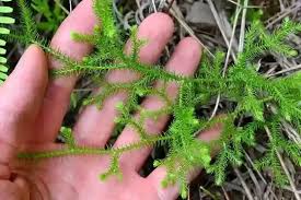 Image result for Lycopodium