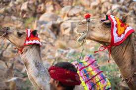 These adaptations are due, in part, to the shape of camels' blood cells. Unique Facts Of Camel