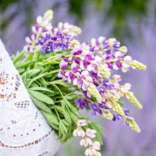 Image result for Lupinus mexicanus