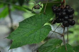 Image result for Ampelocissus