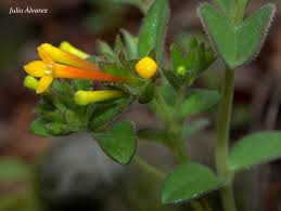 Image result for Hypericum roeperianum