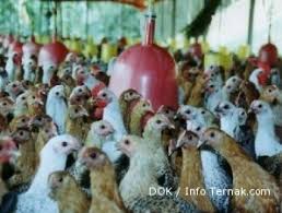 Serta tentu induk ayam bangkok hanya perlu bertelur saja, dan tidak akan memerlukan. Ayam Arab Gemar Bertelur Jika Pakan Berkecukupan 2