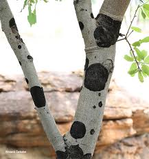 Image result for Pappea capensis