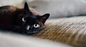 fellwechsel bei katzen dieser trick macht ihn stressfrei fur dein tier cat news net cats cat care cat behavior