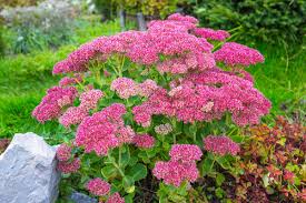 Image result for Sedum