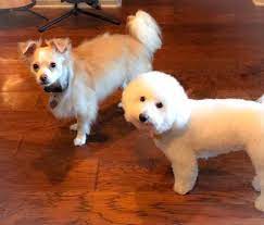 Animal house pet store west monroe. The Animal House 2934 Cypress St Ste 7 West Monroe La Pet Shops Mapquest