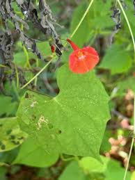Image result for Ipomoea richardsiae