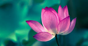 The words myōhō renge kyō refer to the japanese title of the lotus sūtra. The Meaning Of Nam Myoho Renge Kyo Soka Gakkai Global