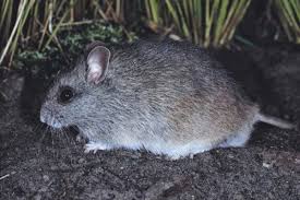 One of the older types, works with a moving ball that rolls across the surface you put the mice on outputting mouse movement to the pc. House Mouse The Australian Museum