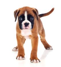 Color is important but our emphasis is on temperament and conformation. Boxer Puppies For Sale In Ct Breeder