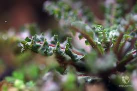 Image result for Pogostemon rogersii