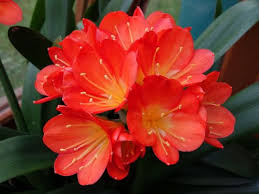 A chaque saison sa sélection, petites ou. 10 Plantes D Interieur Fleuries Faciles