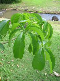 Image result for Adansonia digitata