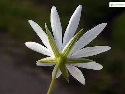 Image result for Stellaria sennii