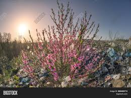 Fred decker 5 best vegetables to grow in small gardens. Sakura On Pile Garbage Image Photo Free Trial Bigstock