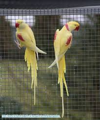 Pin On Parrots