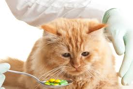 First, invest in some sort of crate or fabric containment. How To Sedate A Cat For Travel Tips For Long Travel Traveling With Your Cat