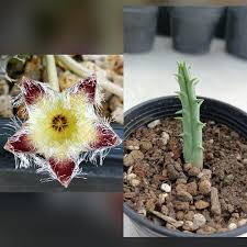 Image result for Tridentea