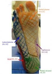 Tarsal Tunnel Syndrome Physiopedia