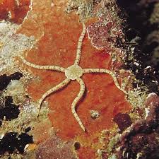 Brittle star | Deep-Sea, Segmented Arms, Radial Symmetry | Britannica