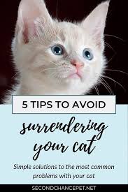 How To Keep From Surrendering Your Cat Cats Kitten Season Veterinary Care