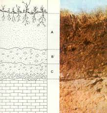 This is simply defined as the underlying bedrock on which a soil profile is based different soil profiles can be found in a region with homogenous climatic conditions. Soil Wikipedia