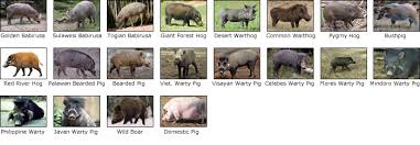 Among those species are wild boars, warthogs and pygmy hogs and domestic pigs. Family Suidae The Pigs Untamed Science
