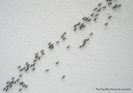 homemade ant bait: get rid of ants in