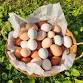 Rise and Shine on the Farm — Crown Point Ecology... event in Akron, OH