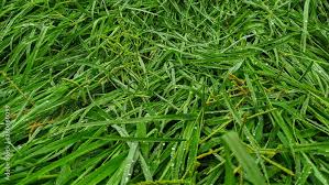 Image result for Cynodon dactylon