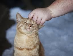 kastraciya kota v kieve cena sterilizacii kota na domu s vyezdom veterinara nedorogaya usluga po kastrirovaniyu vzroslyh i molodyh kotov v vet call24 kiev