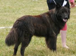 This breed is of dutch origin, and they are a highly unique breed with their signature brindle coat in short haired, long haired or wire haired / rough haired. Dutch Shepherd Wikipedia