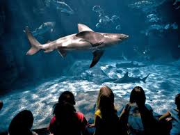 #thread « les créatures marines : Virginia Aquarium Marine Science Center Va Beach Attractions Virginia Beach Resort Hotels