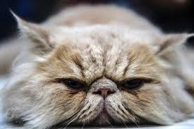 1 day ago · international cat day quotes 2021: International Cat Day 2017 Quotes 20 Sayings To Celebrate Your Favorite Felines