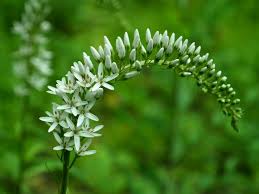 Image result for Lysimachia ruhmeriana