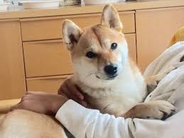 犬が抱っこをせがむ理由が可愛すぎ 抱っこ犬 画像まとめ いぬのきもちweb magazine 犬 画像 犬 抱っこ 犬