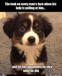 The Look On Every Man S Face When His Lady Is Yelling At Him Funny People Pictures Cute Face Girlf Animal Memes Cute Funny Animals Funny Animal Pictures